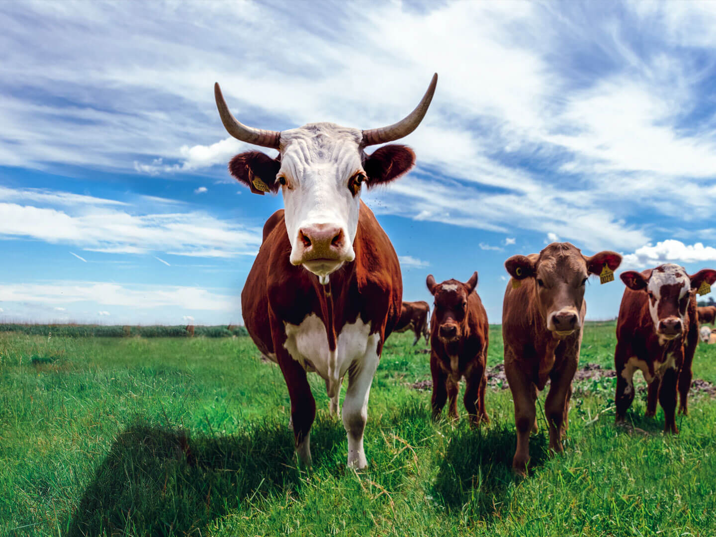 cattle-farming